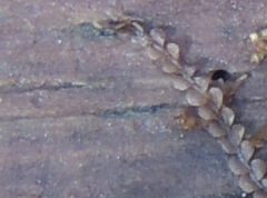 Odontoschisma denudatum