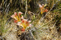 Alstroemeria versicolor