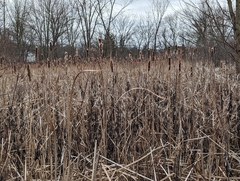 Typha latifolia
