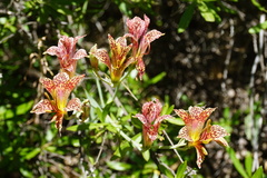 Alstroemeria versicolor