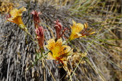 Alstroemeria versicolor