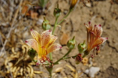 Alstroemeria versicolor