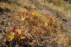 Alstroemeria achirae