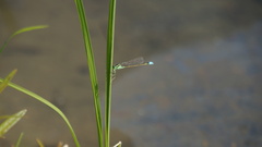 Ischnura senegalensis
