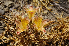 Alstroemeria achirae