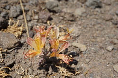 Alstroemeria achirae