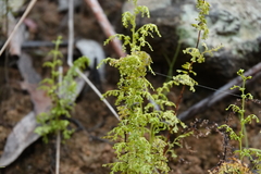 Lindsaea microphylla