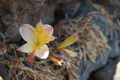 Alstroemeria achirae