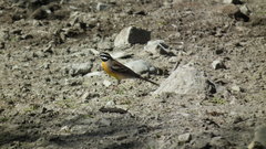 Emberiza flaviventris flaviventris