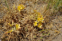 Alstroemeria achirae