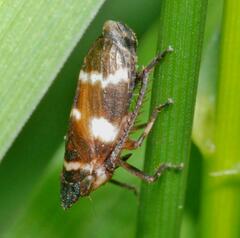 Planaphrodes nigritus
