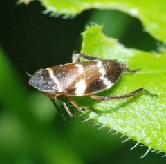 Planaphrodes nigritus