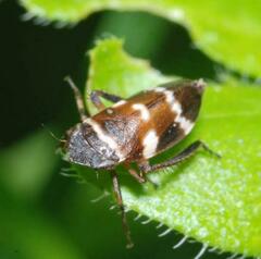Planaphrodes nigritus