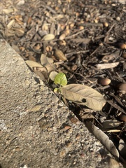Dichondra carolinensis