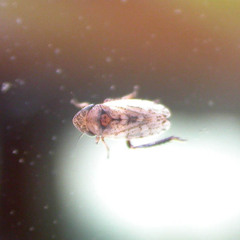 Aphrodinae