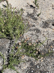 Jamesbrittenia albomarginata