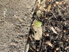 Dichondra carolinensis