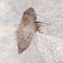 Aphrodinae