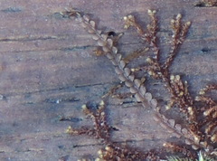 Odontoschisma denudatum