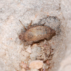 Aphrodinae