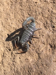 Hottentotta judaicus