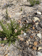 Jamesbrittenia albomarginata