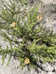Jamesbrittenia albomarginata