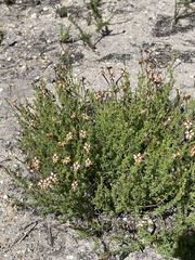 Jamesbrittenia albomarginata