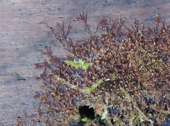 Odontoschisma denudatum