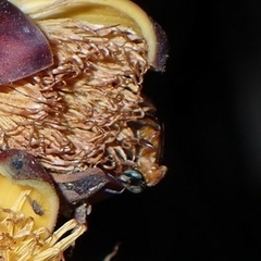 Tetragonula melanocephala