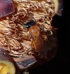 Tetragonula melanocephala