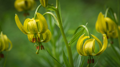 Lilium pyrenaicum