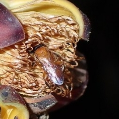 Tetragonula melanocephala