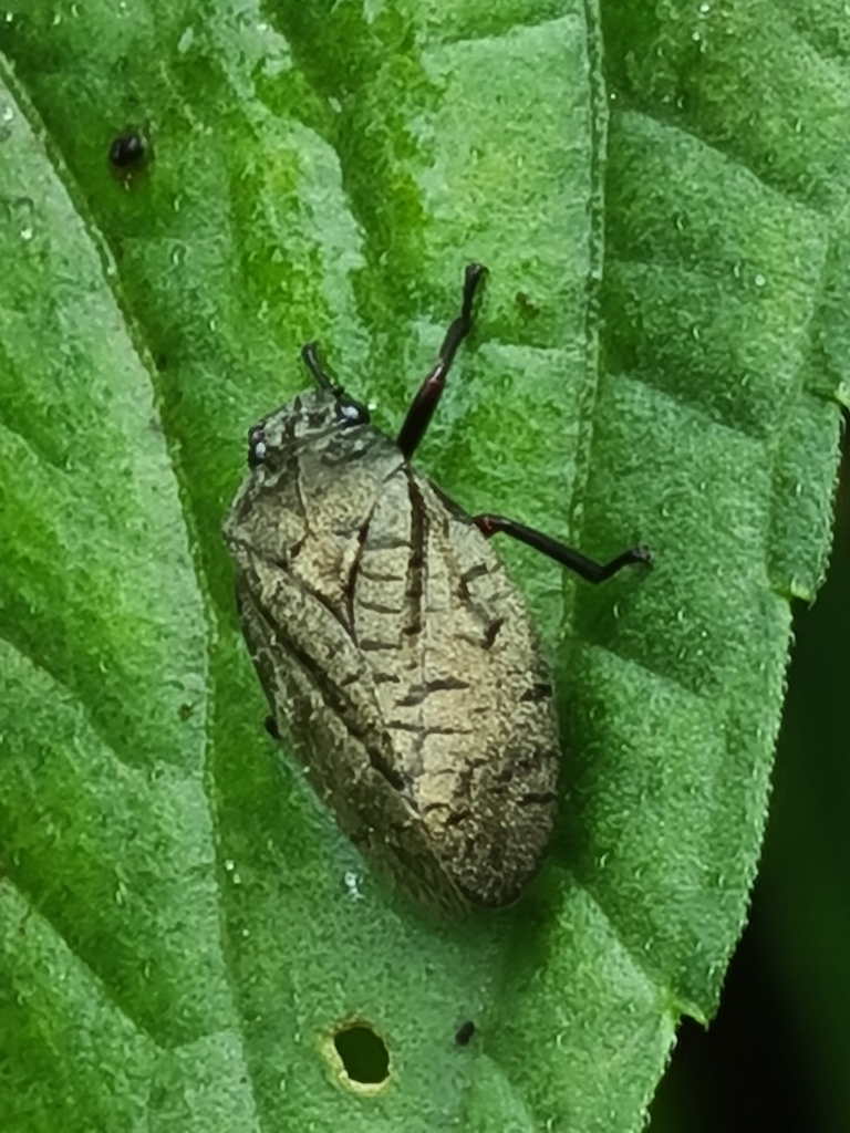 Zulia pubescens