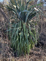 Yucca gloriosa
