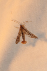 Synanthedon acerni