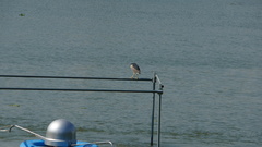 Nycticorax nycticorax nycticorax