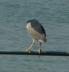 Nycticorax nycticorax nycticorax