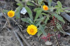 Calendula arvensis