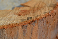 Usia aenea