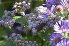 Conoclinium coelestinum