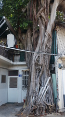Ficus microcarpa