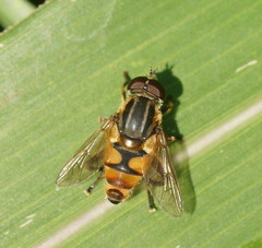Mesembrius hilaris