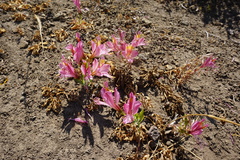 Alstroemeria exserens