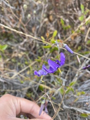 Conanthera bifolia