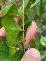 Eugenia biflora