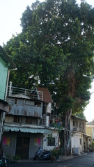 Ficus microcarpa