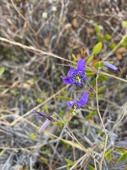 Conanthera bifolia