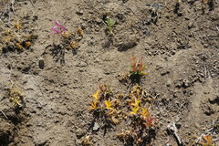 Alstroemeria exserens