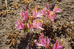 Alstroemeria exserens